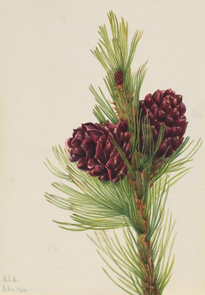 Whitebark Pine, 1931 by Mary Vaux Walcott