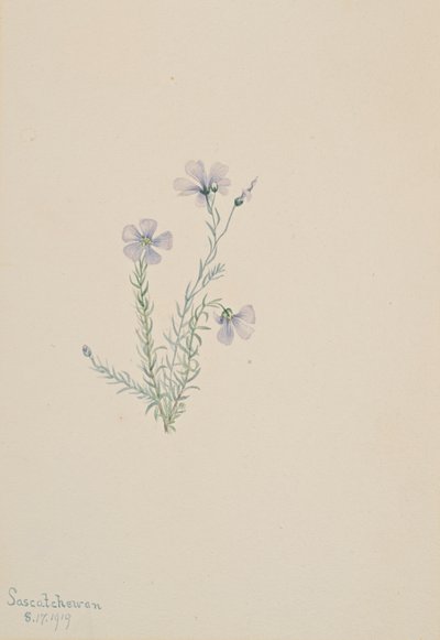 Wild Flax Linum lewisii, 1919 by Mary Vaux Walcott