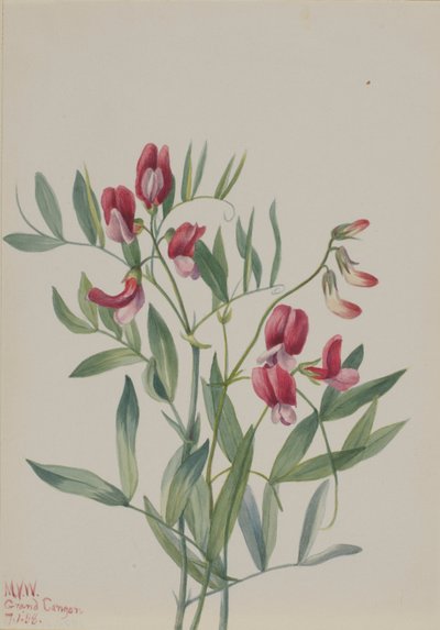 Wild Pea (Lathyrus decaphyllus) by Mary Vaux Walcott