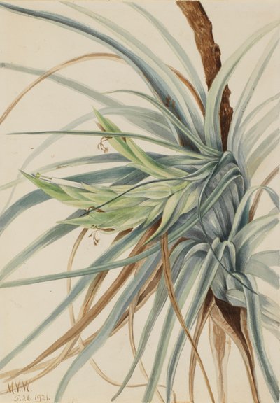Wild Pineapple Tillandsia fasciculata, 1921 by Mary Vaux Walcott