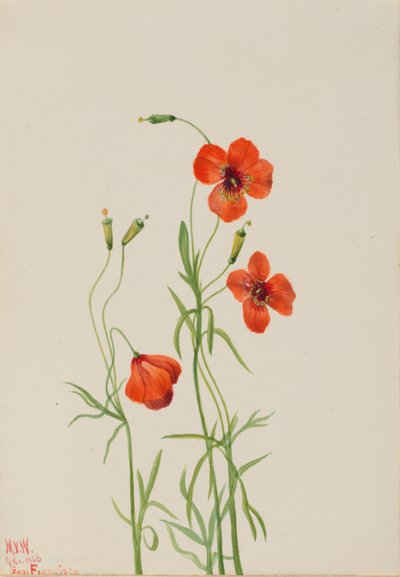 Wind Poppy, 1926 by Mary Vaux Walcott