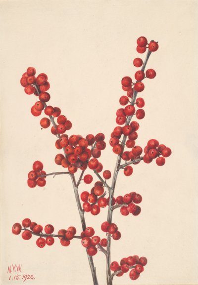Winterberry Ilex verticillata by Mary Vaux Walcott