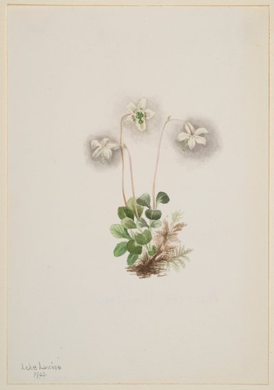 Wood-Nymph Moneses Uniflora, 1902 by Mary Vaux Walcott