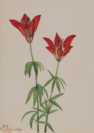Wood Lily by Mary Vaux Walcott
