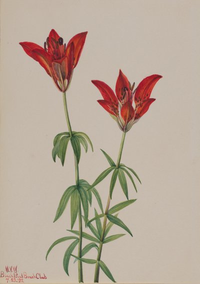 Wood Lily Lilium philadelphicum by Mary Vaux Walcott