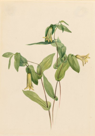Wood Merrybells by Mary Vaux Walcott