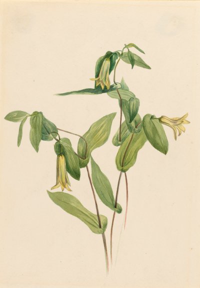 Wood Merrybells Uvularia perfoliata by Mary Vaux Walcott