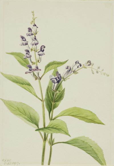 Wood Skullcap by Mary Vaux Walcott