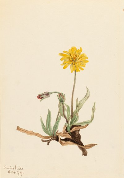 Woolly Agoseris by Mary Vaux Walcott
