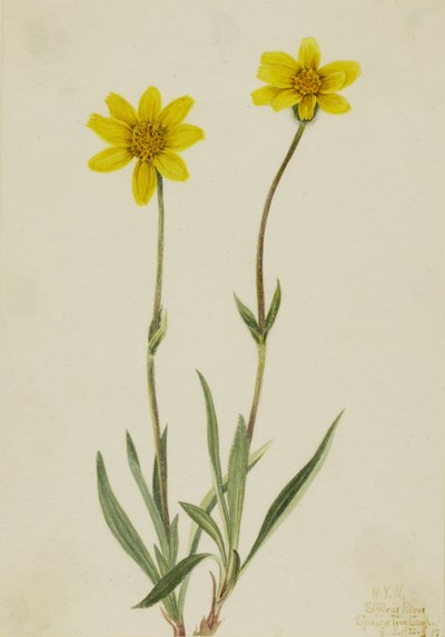 Woolly Arnica Arnica tomentosa, 1920 by Mary Vaux Walcott