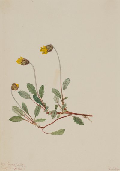 Yellow Dryad Dryas drummondii, 1904 by Mary Vaux Walcott