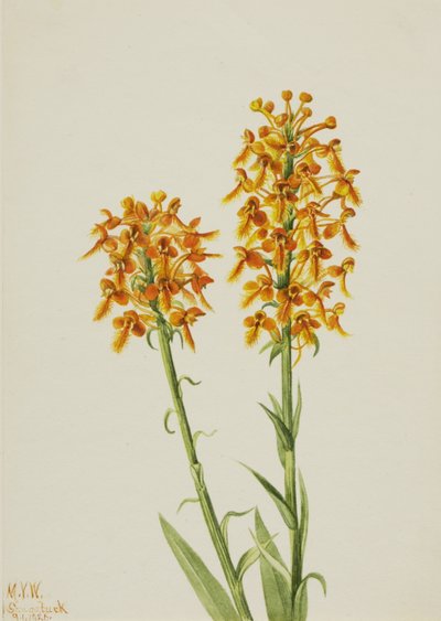 Yellow Fringe Orchid Habenaria ciliaris, 1926 by Mary Vaux Walcott