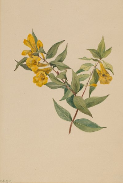 Yellow Jessamine Gelsemium Sempervirens by Mary Vaux Walcott