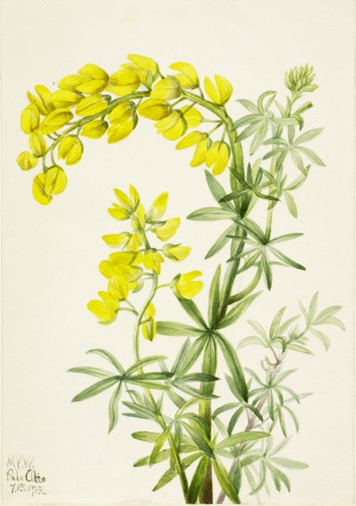 Yellow Lupine Lupinis arboreus, 1933 by Mary Vaux Walcott