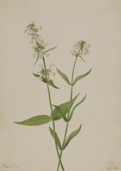 Yellow Pentstemon by Mary Vaux Walcott