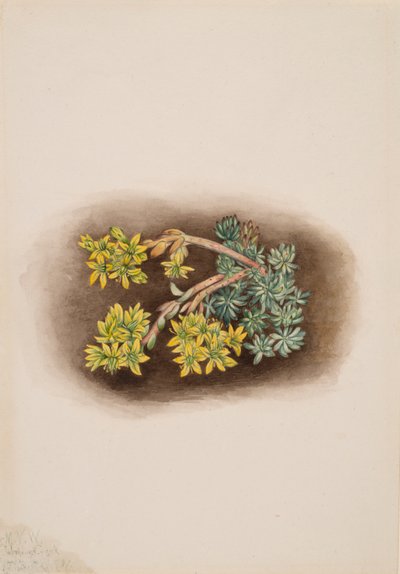 Yellow Stonecrop Sedum stenopetalum by Mary Vaux Walcott