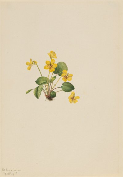 Yellow Violet (Viola orbiculata) by Mary Vaux Walcott