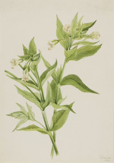 Yellow Willow-Weed (Epilobium Lutem) by Mary Vaux Walcott