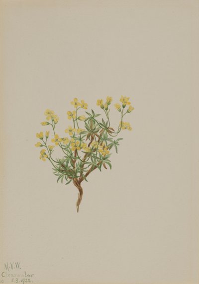 Yellow Willow Grass by Mary Vaux Walcott