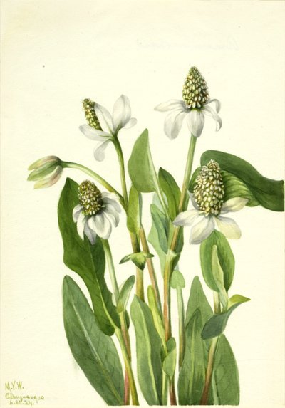 Yerba Mansa by Mary Vaux Walcott