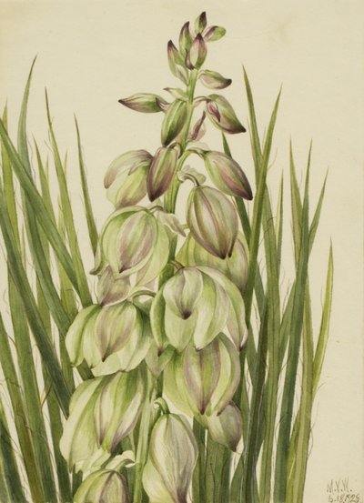Yucca by Mary Vaux Walcott
