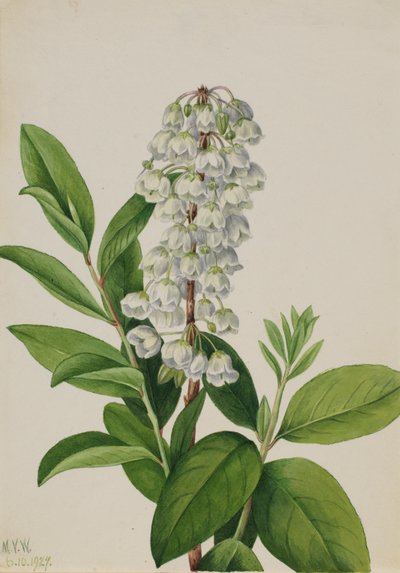 Zenobia Zenobia cassinifolia by Mary Vaux Walcott