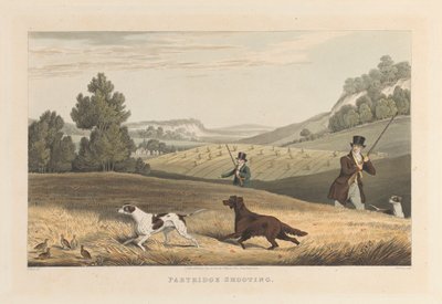 Partridge Shooting by Matthew Dubourg