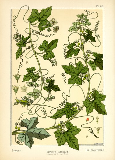 The Bryony by Maurice Pillard Verneuil