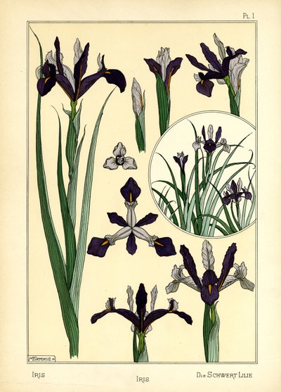 The Iris by Maurice Pillard Verneuil