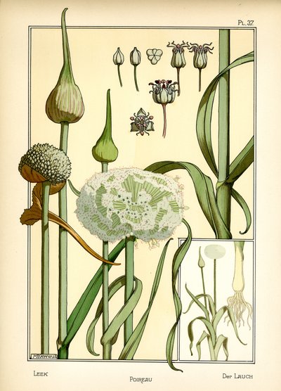 The Leek by Maurice Pillard Verneuil