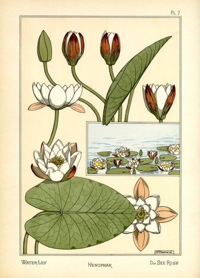 The Water Lily by Maurice Pillard Verneuil