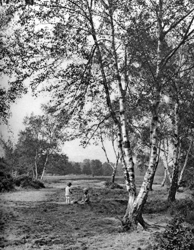 Putney Heath, London by McLeish