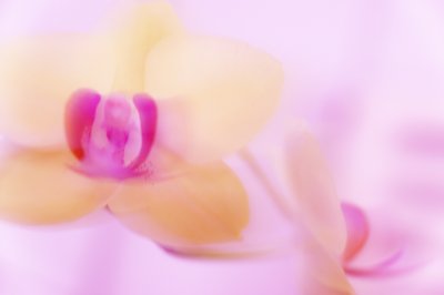 Pink Orchid by Melanie Hermine Lichterfeld