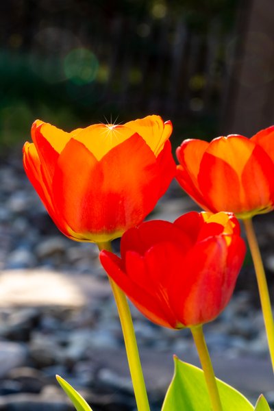 Shining Tulip by Melanie Hermine Lichterfeld