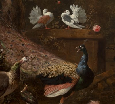 Detail from Menagerie, c.1680 by Melchior de Hondecoeter
