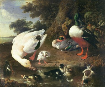 Farmyard ducks by Melchior de Hondecoeter
