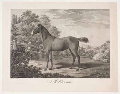 The Horse 