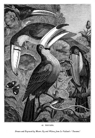 Toucans, c1770-1820 1843 by Messrs Sly and Wilson