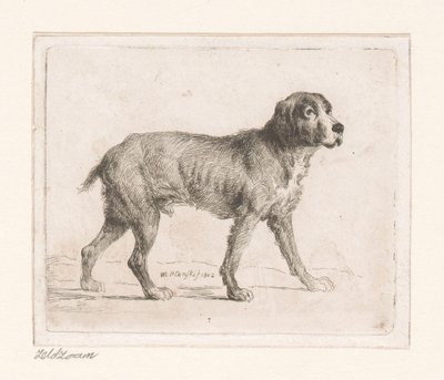 Dog by Michał Płoński