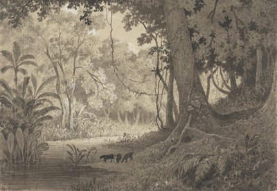 Forest Scenery near Tamana by Michel Jean Cazabon
