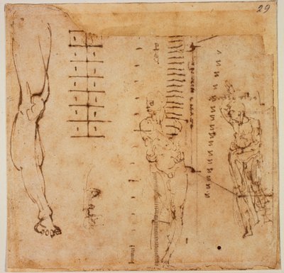 Figure Studies by Michelangelo Buonarroti
