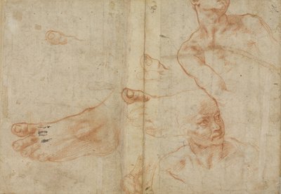 Figure studies for the Sistine Ceiling by Michelangelo Buonarroti