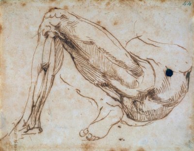 Study of a Leg by Michelangelo Buonarroti
