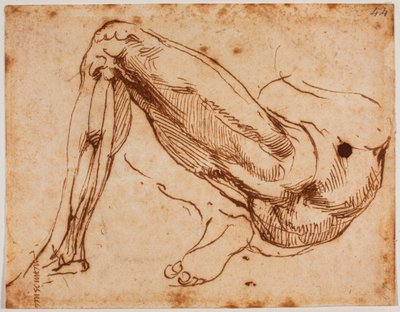 Study of legs by Michelangelo Buonarroti