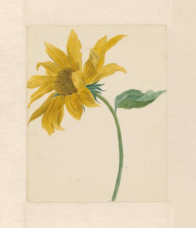 Branch with a Sunflower by Michiel Van Huysum