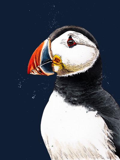 Clive The Puffin on Midnight Blue by Mike Davis