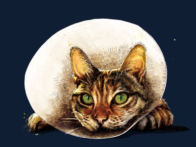Get Well Cat on Midnight Blue, 2020 by Mike Davis