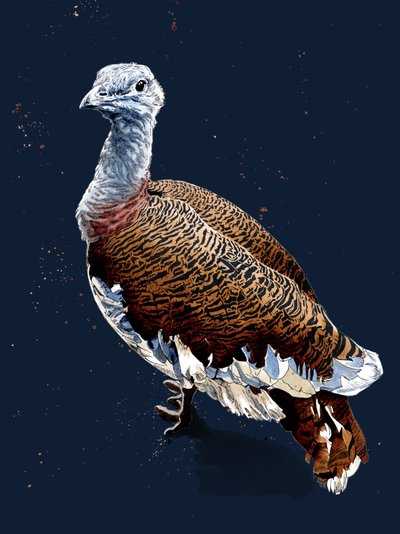 Great Bustard on Midnight Blue, 2020 by Mike Davis