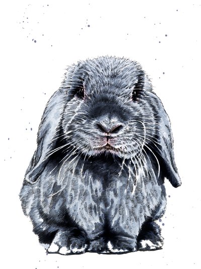 Grey One The Bunny on White by Mike Davis