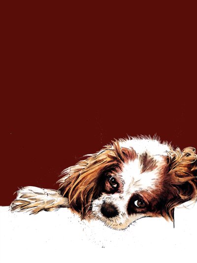 Meg The Spaniel by Mike Davis